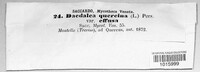 Daedalea quercina image